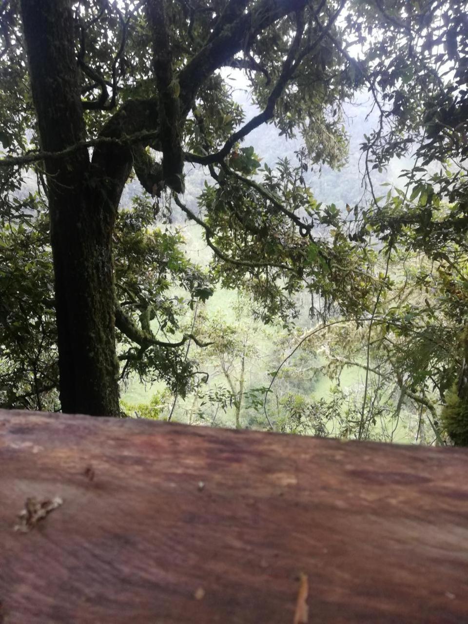 El Condor Del Ruiz Murillo (Tolima)